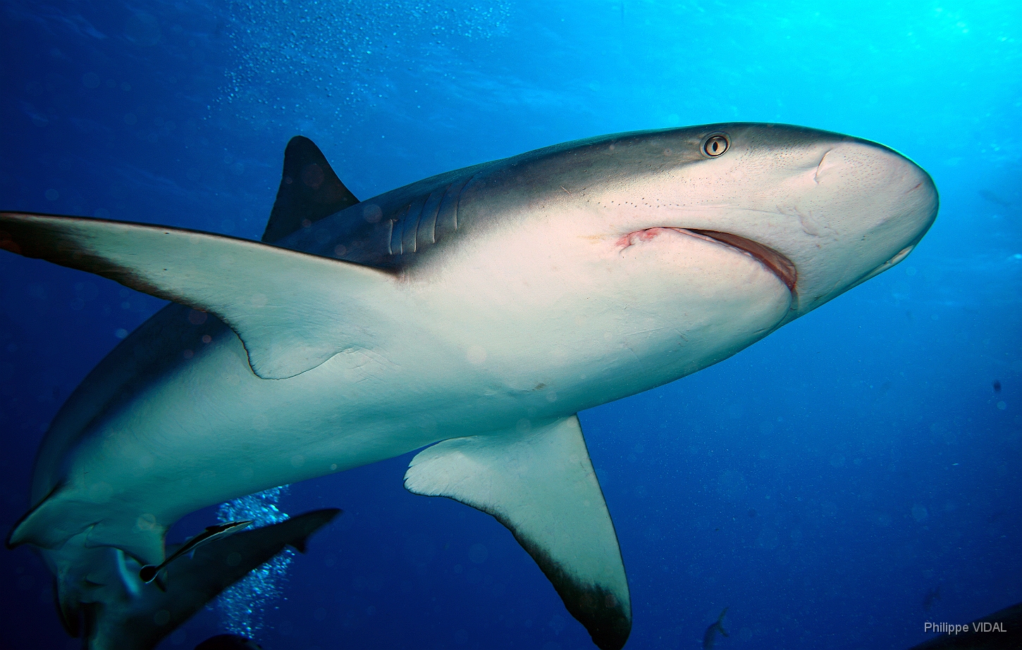 MediaEarth - Bahamas 2017 - DSC02472_rc - Caribbean reef shark - Requin gris des caraibes - Carcharhinus perezi.jpg